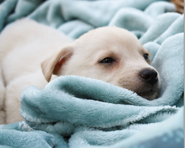 Training Potential Harnessing the Bed for Canine Learning! - DreammyDoggie