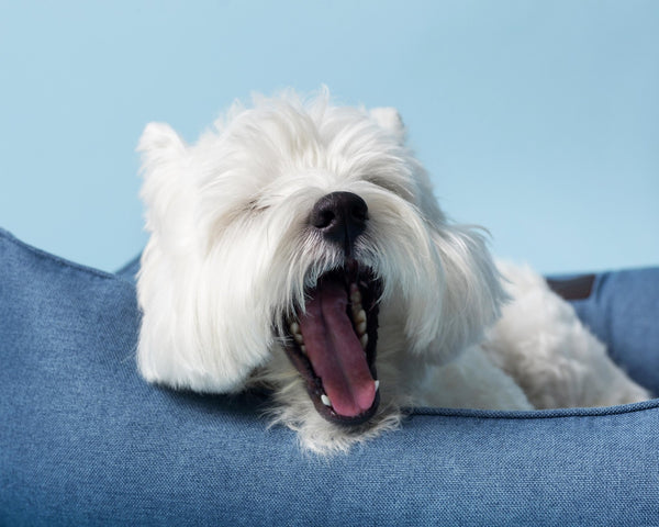 Top Tips for Improving Your Dog's Sleep Quality! - DreammyDoggie